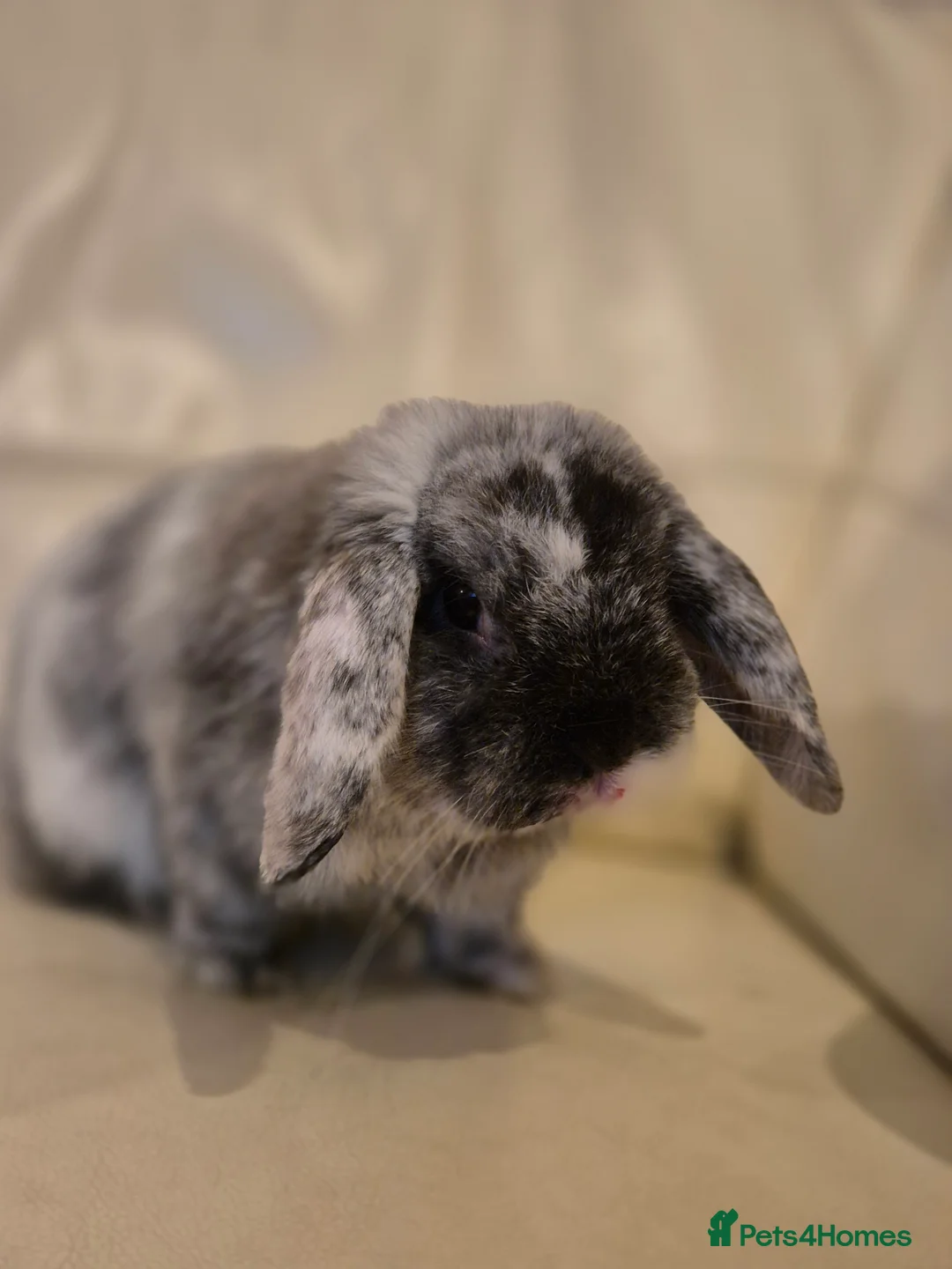Mini Lop rabbits for sale: Mini Lop Male - Advert 1