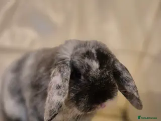 Mini Lop rabbits Mini Lop Male - Advert 1