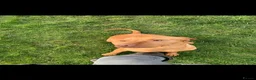 Hungarian Vizsla dogs for sale: 6 yr old female vizsla - Advert 2