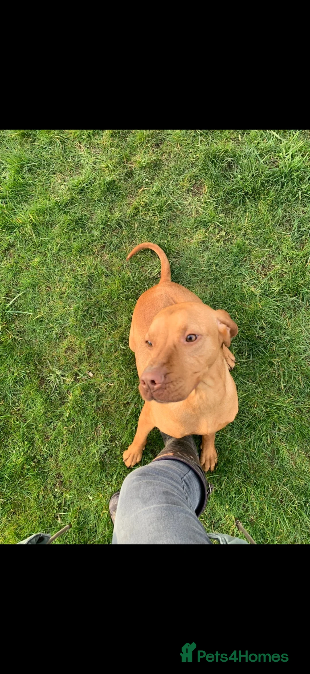 Hungarian Vizsla dogs for sale: 6 yr old female vizsla - Advert 2