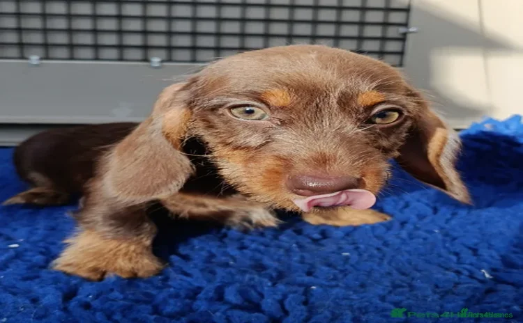 Dachshund dogs - Advert 2