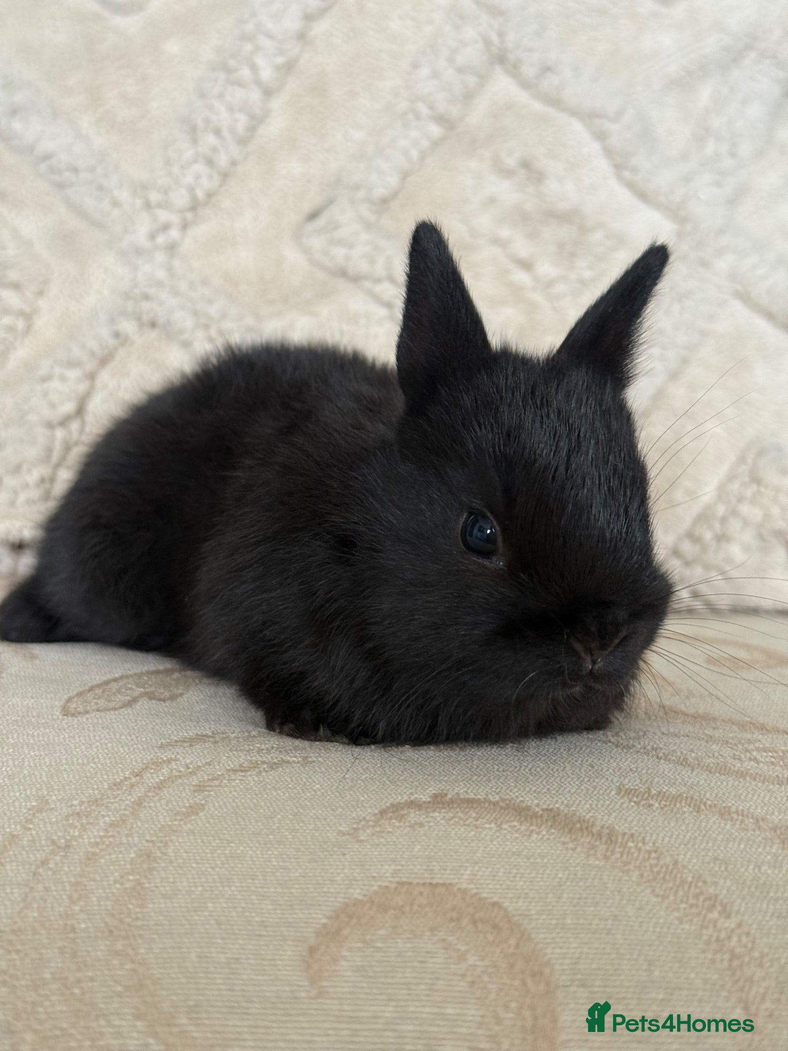 Netherland Dwarf rabbits Adorable Netherland Dwarf Girl ready to go NOW - Advert 2