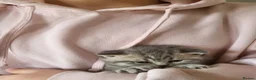 British Shorthair cats for sale: British Shorthair Teddy Bear Kittens For Sale! - Advert 5