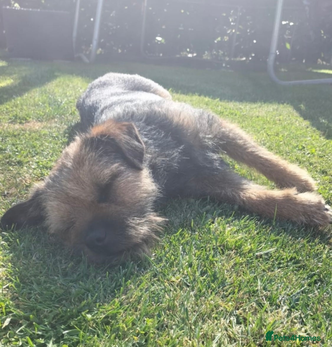 Border Terrier dogs Captain - Advert 2