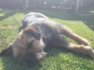 Border Terrier dogs Captain - Advert 2