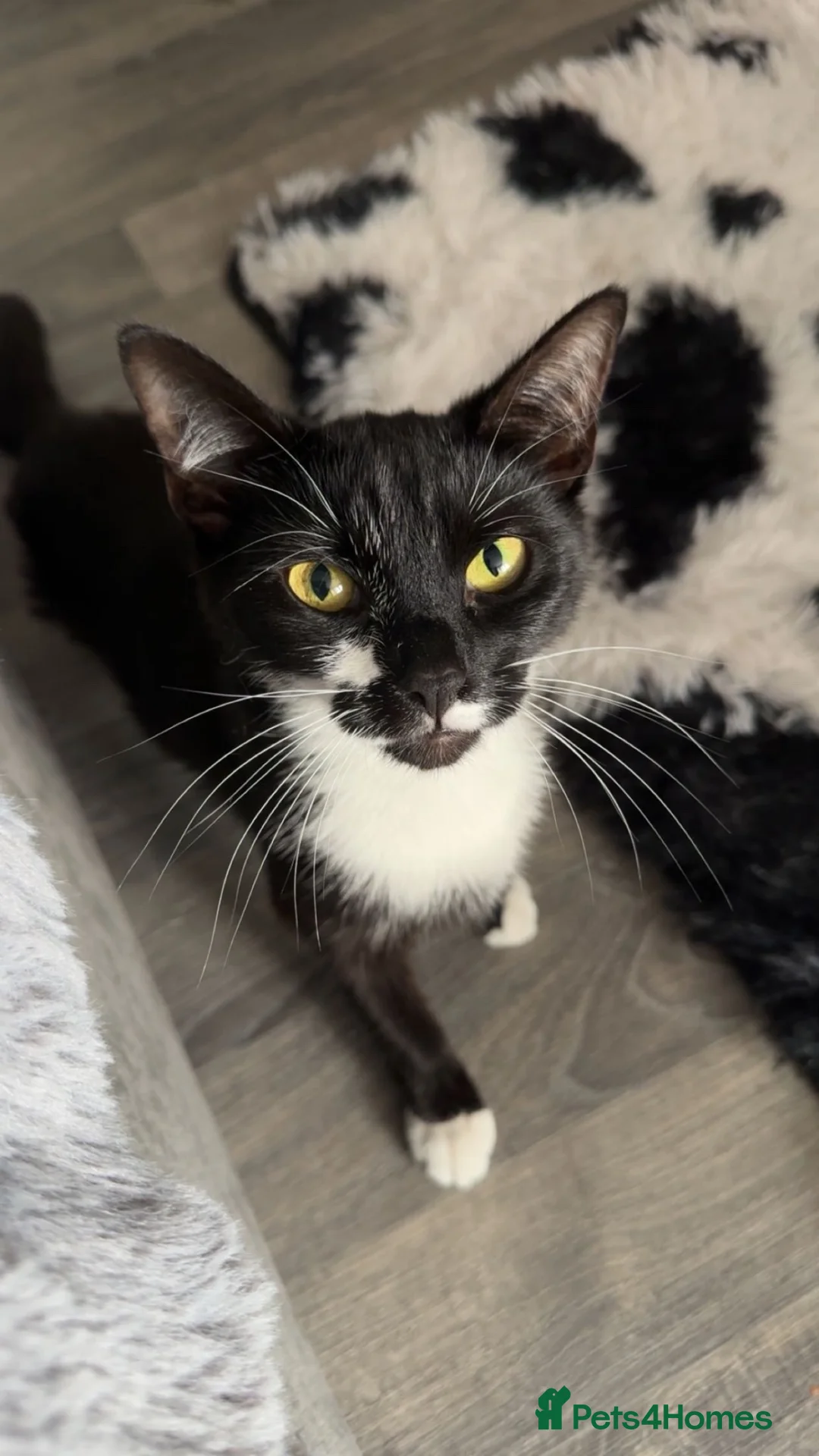 Mixed Breed cats for sale: 2 female cats - Advert 2