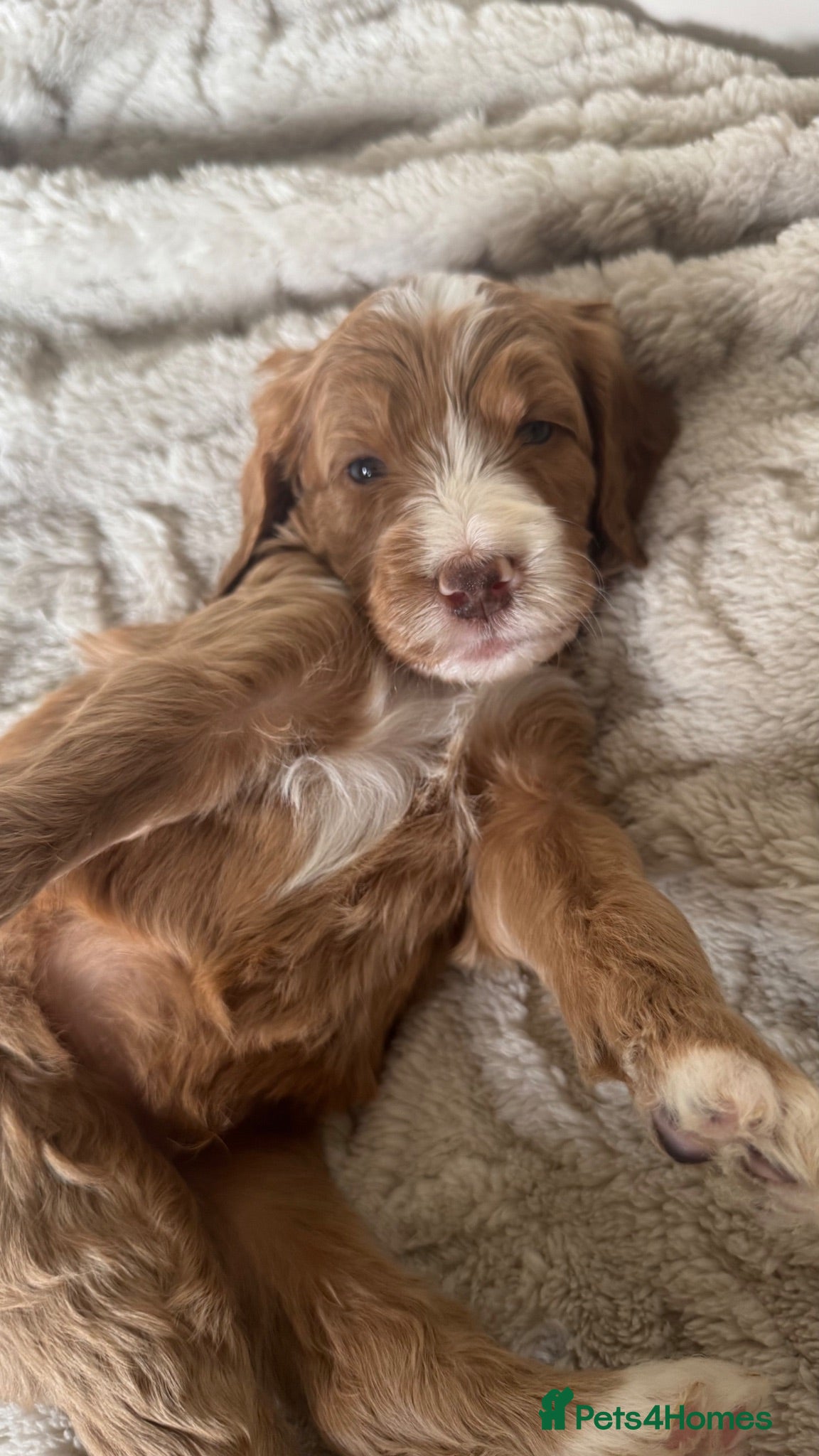 Mixed Breed dogs Beautiful Multigen Labradoodles  - Advert 1
