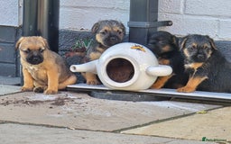Border Terrier dogs for sale: Amazing female available  - Image 5