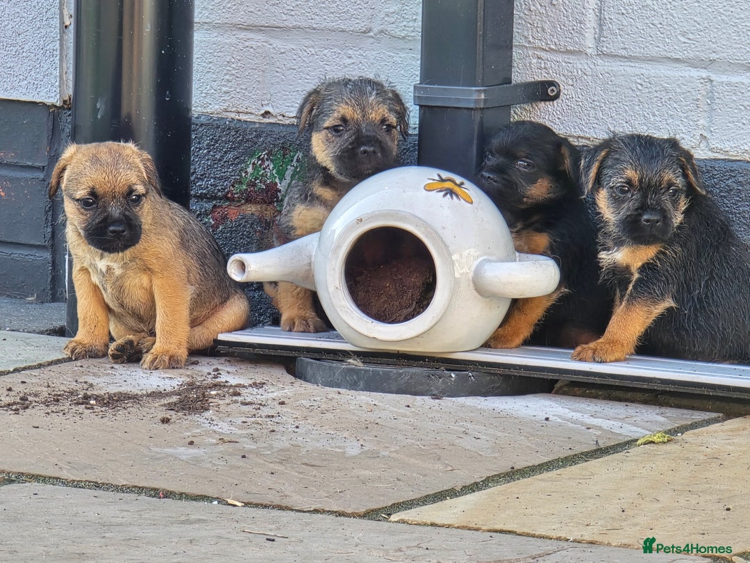 Border Terrier dogs for sale: Amazing female available  - Image 5
