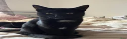 Mixed Breed cats for sale: rescue kittens for a loving home  - Advert 6