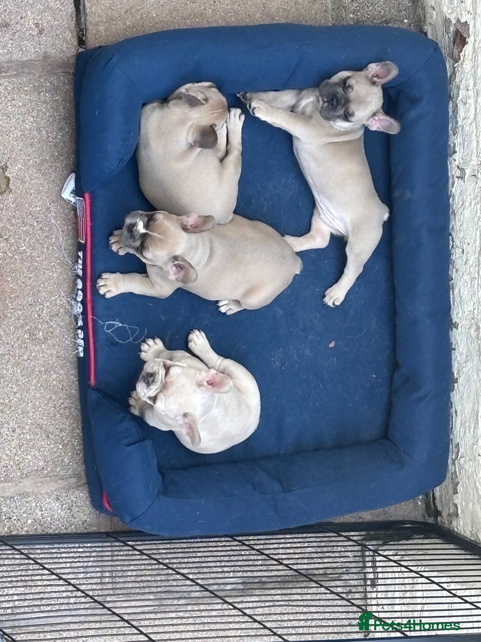 French Bulldog dogs LAST 2 Beautiful KC Reg French Bulldog Male  Pups - Advert 1