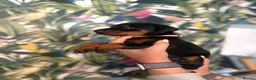Dobermann dogs for sale: INTERNATIONAL CHAMPION EUROPEAN DOBERMANNS  - Advert 20