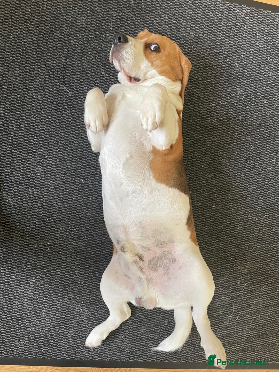 Beagle dogs for stud: KC Registered Beagle for Stud - Advert 6