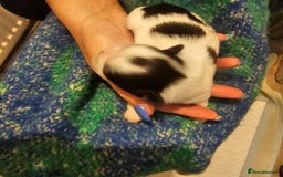 Mi-Ki dogs for sale: Mi-ki beautiful puppies arrived  - Image 10
