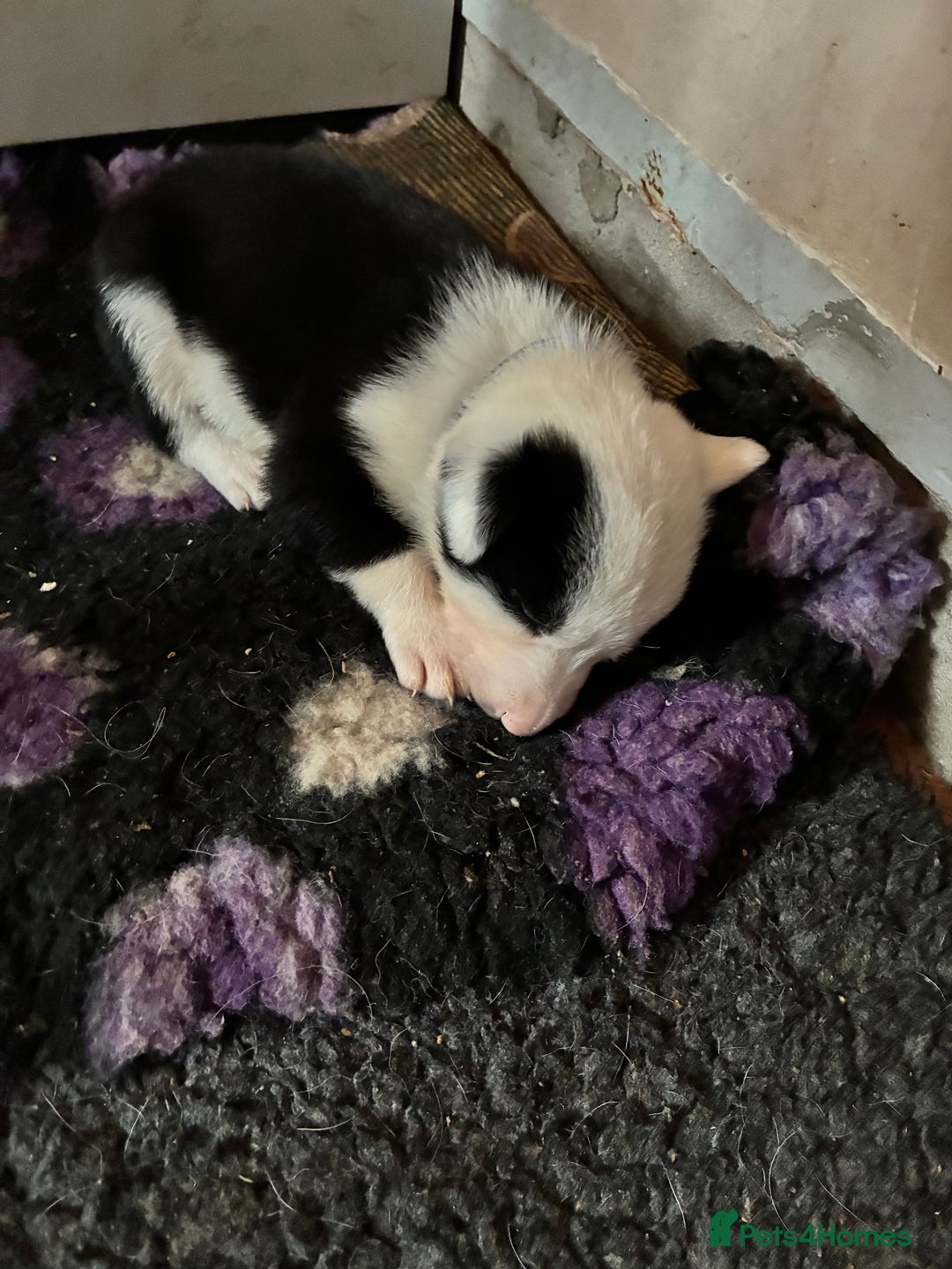 Border Collie dogs for sale: Beautiful puppies  - Advert 2