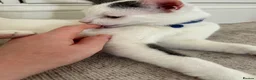 Mixed Breed cats for sale: Male kitten  - Advert 4