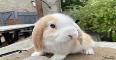 Mini Lop rabbits - Advert 7