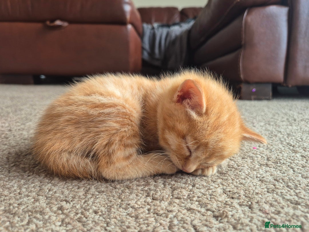 Mixed Breed cats for sale: 😺 VERY FRIENDLY KITTENS 😺 - Advert 20