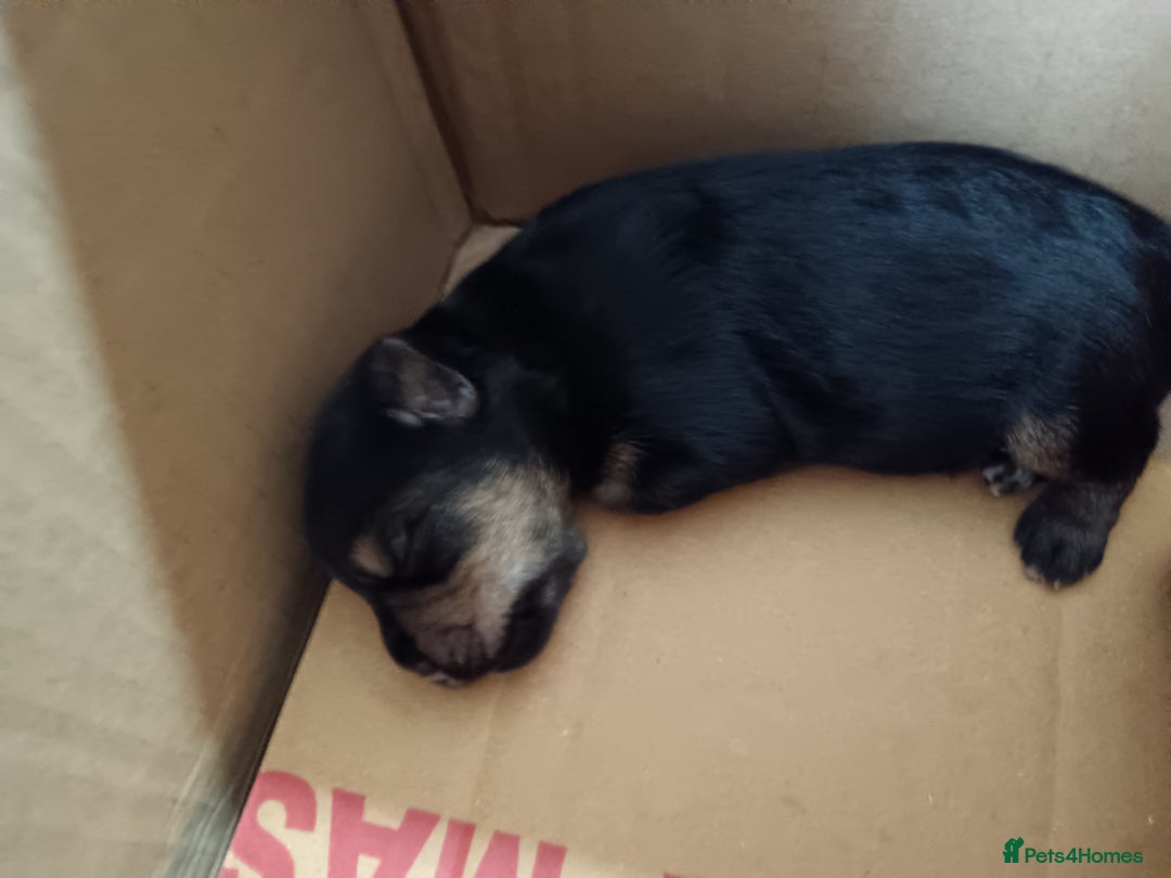 Yorkshire Terrier dogs for sale: Yorkshire terrier  - Image 1