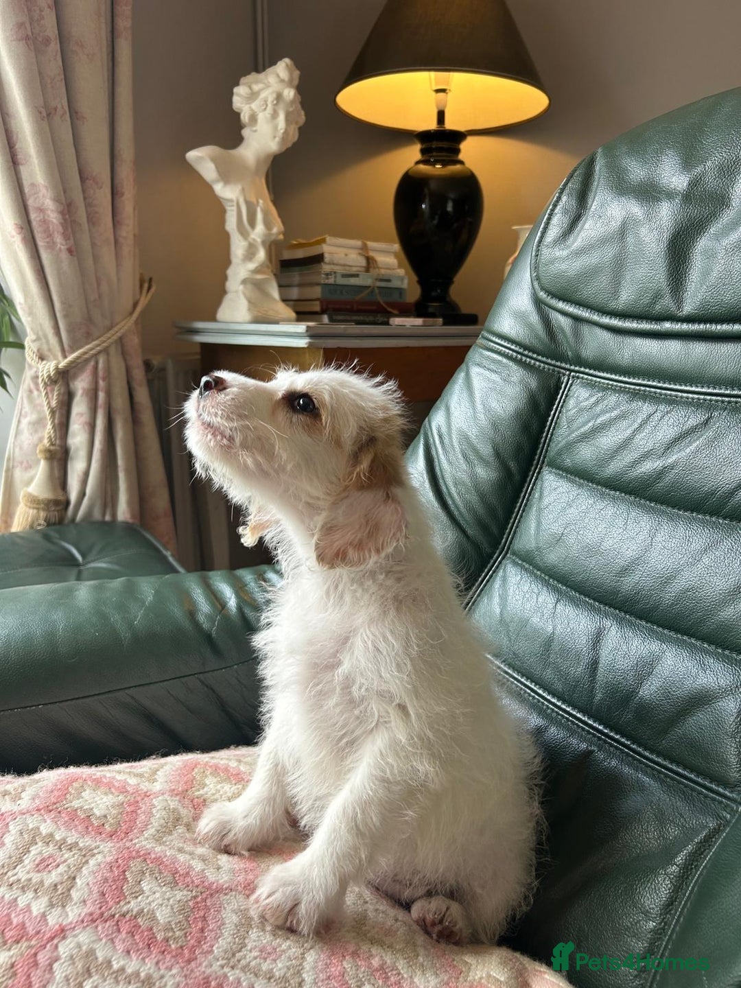 Cockapoo dogs for sale: Distinguished Cockapoo Puppies – Ready Today - Image 5