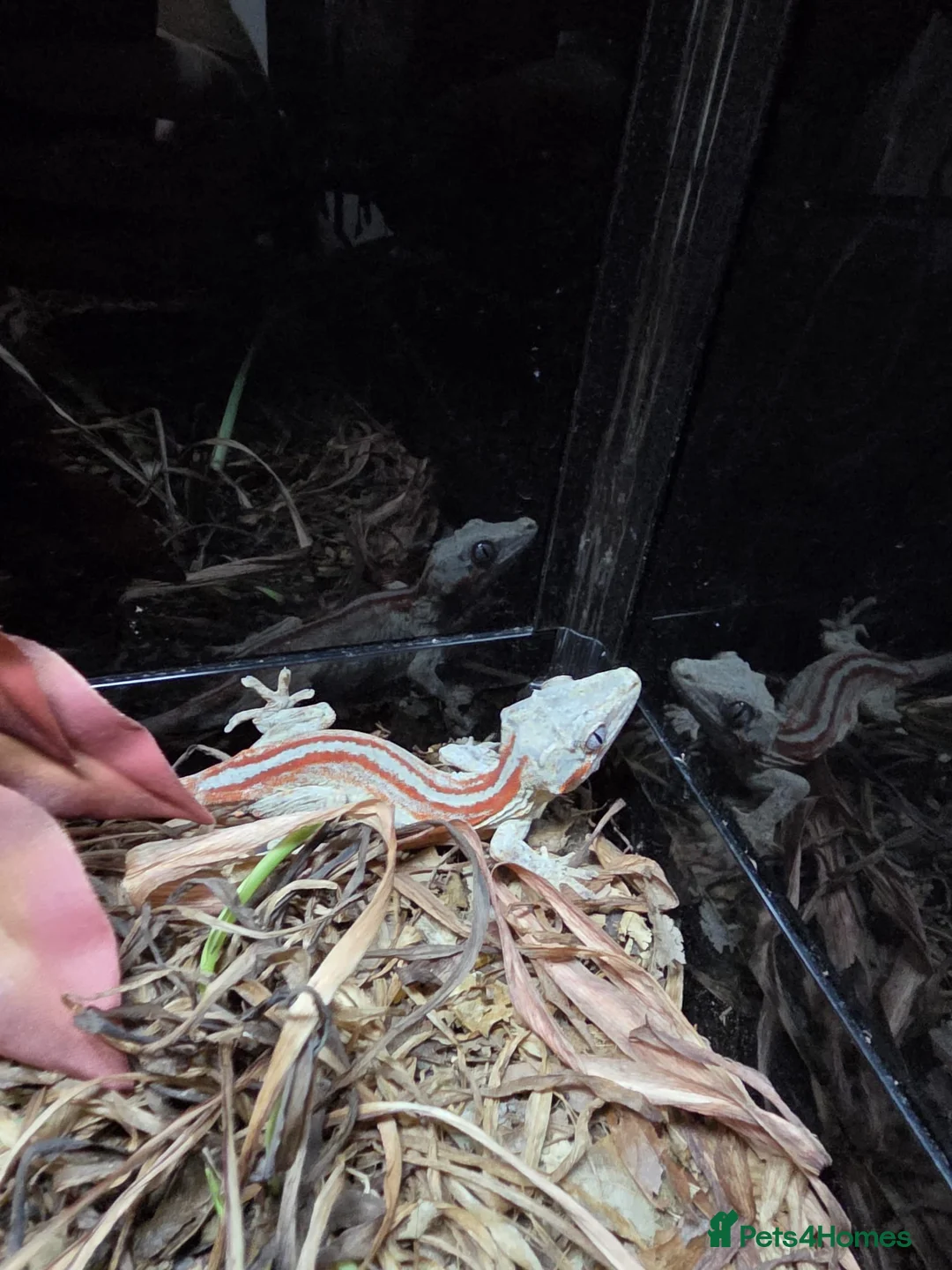 Gecko reptiles for sale: Red Striped Gargoyle Gecko Bioactive Set Up - Advert 5