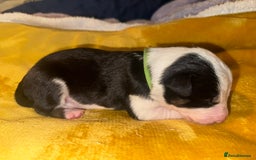 Border Collie dogs for sale: 7 beautiful border collie pups  - Advert 14
