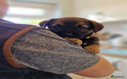 Border Terrier dogs for sale: DNA Health Tested Border Terrier pups (Boys) - Image 16