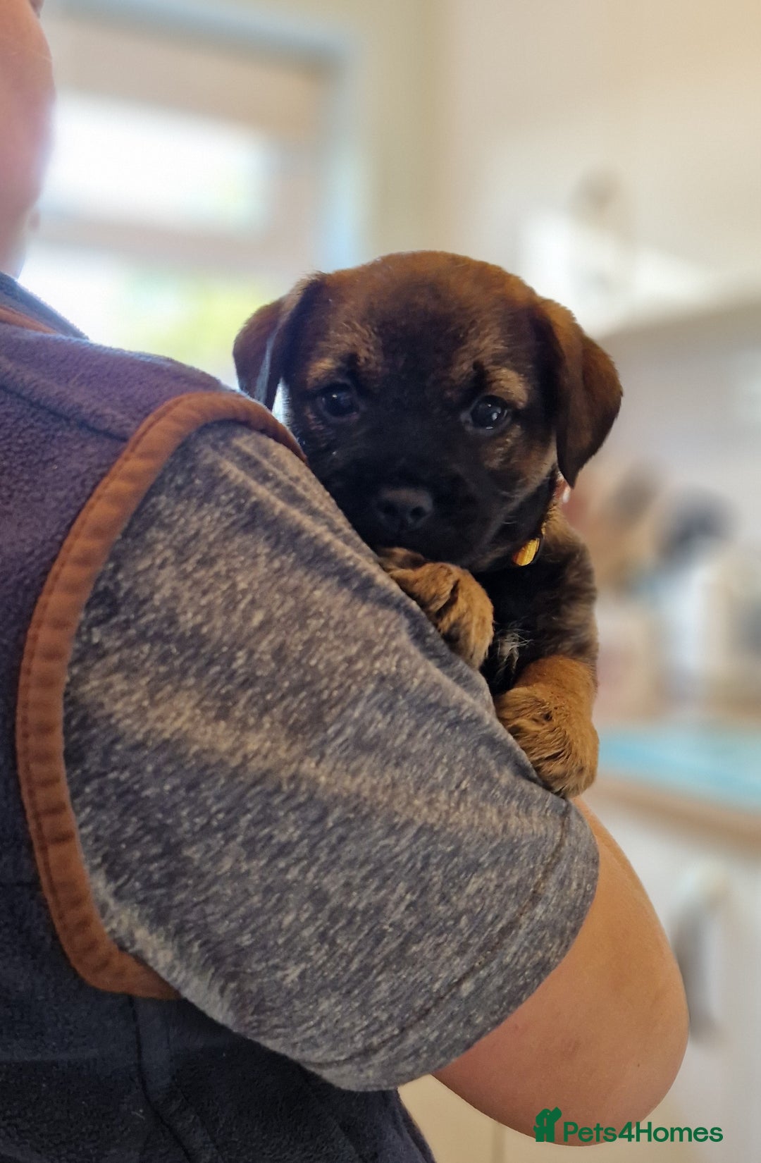 Border Terrier dogs for sale: DNA Health Tested Border Terrier pups (Boys) - Image 16