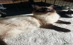Mixed Breed cats for sale: Good Homes Only - Image 6