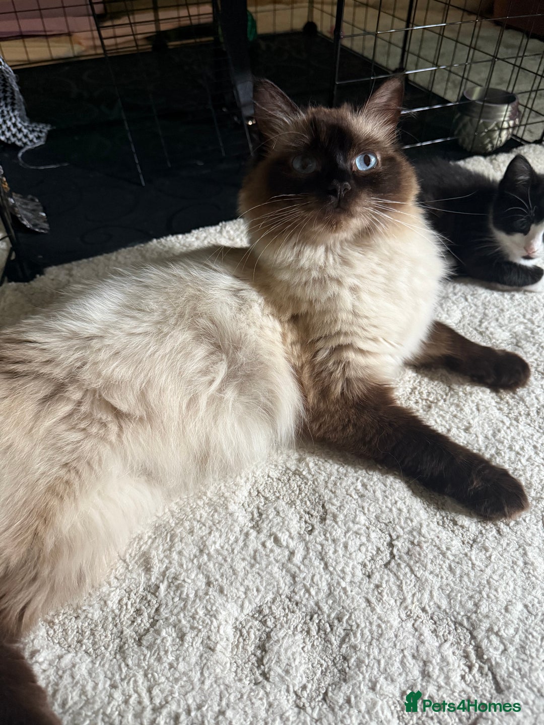Mixed Breed cats for sale: Good Homes Only - Image 6