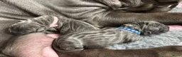 Neapolitan Mastiff dogs for sale: Neapolitan mastiff puppies 1 girl grey/1 boy grey  - Advert 6