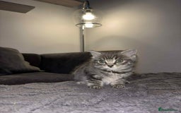 Bengal cats for sale: Four beautiful baby girl kittens  - Image 1