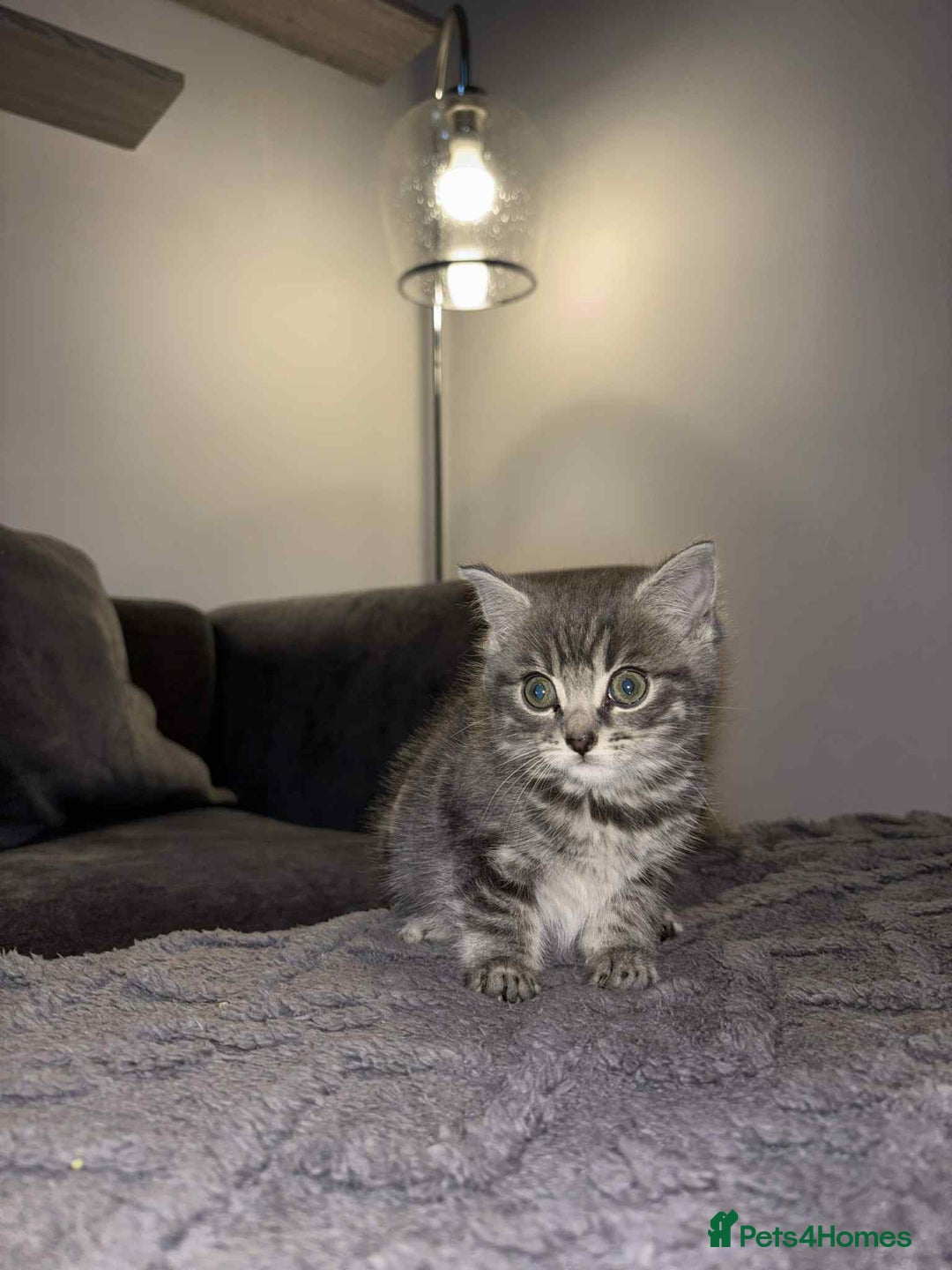 Bengal cats for sale: Four beautiful baby girl kittens  - Image 1