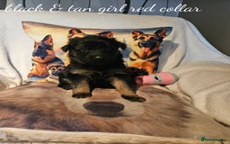 German Shepherd dogs for sale: GLENCONNER KC REGISTERED GERMAN SHEPHERD PUPS  - Image 9