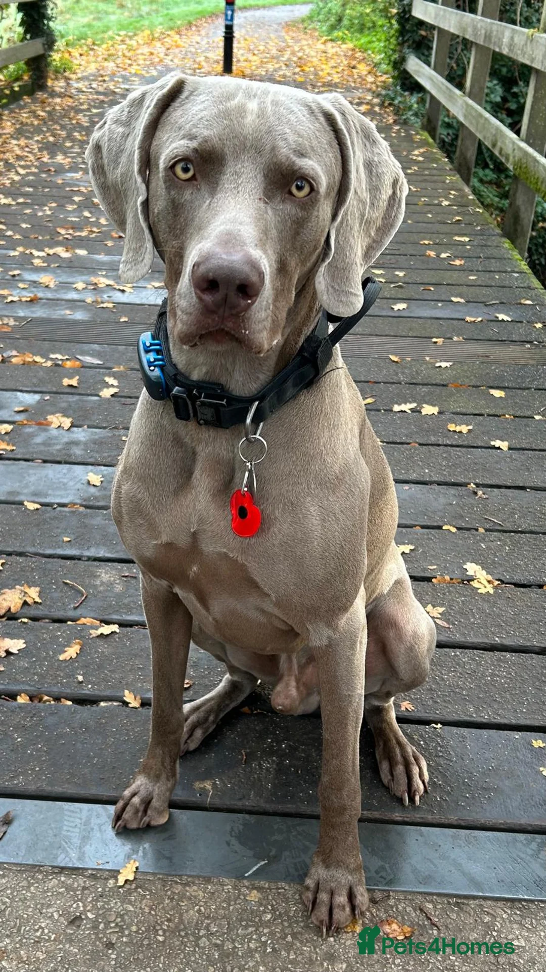 Weimaraner dogs for stud: Stunning, Healthy Stud - Advert 1
