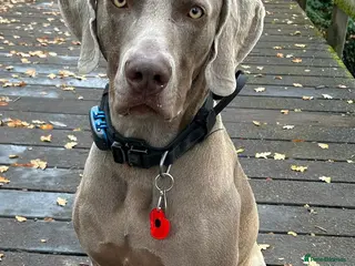 Weimaraner dogs Stunning, Healthy Stud - Advert 1