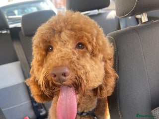 Miniature Poodle dogs in Leicester - Advert 1