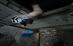 Border Collie dogs for sale: merle + black and white pups  - Image 9