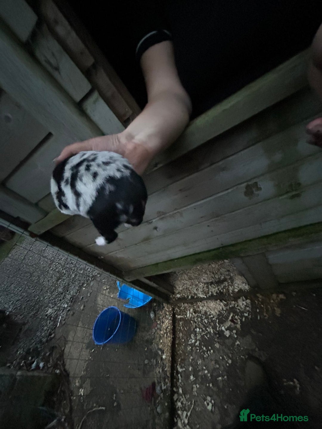 Border Collie dogs for sale: merle + black and white pups  - Image 9