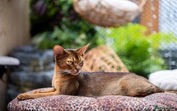 Abyssinian cats for sale: One of the Kind Abyssinian Girl-Champions Pedigree - Image 33