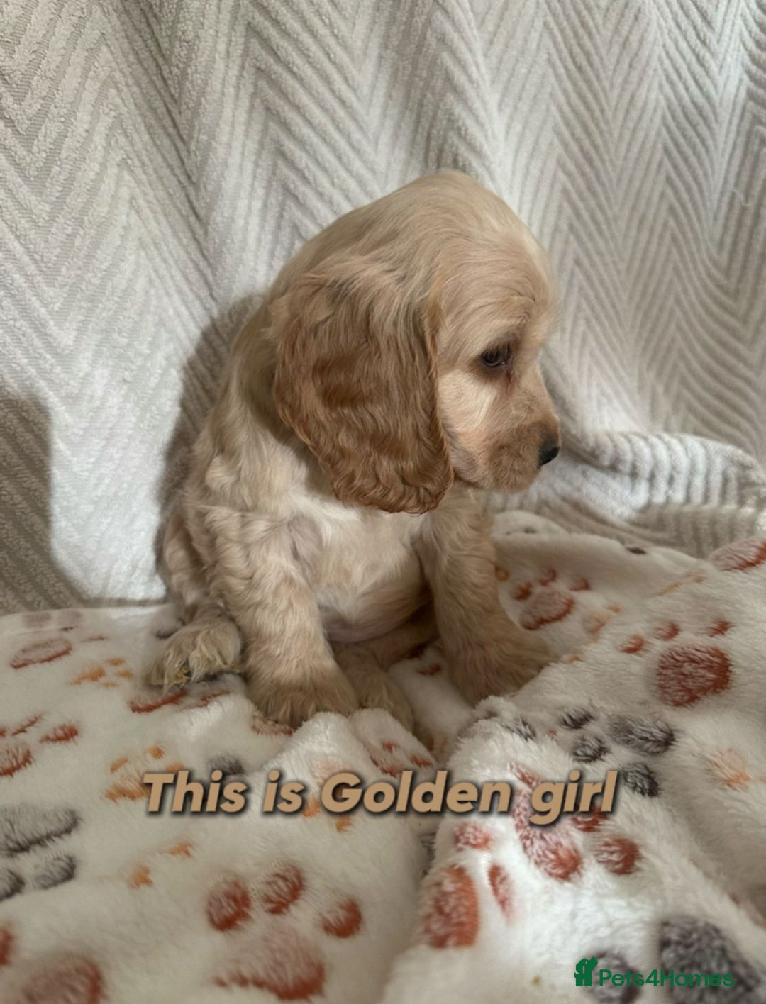 Cocker Spaniel dogs for sale: Show cocker Spaniel puppies ready to leave now - Advert 30