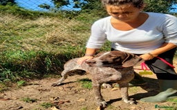 German Shorthaired Pointer dogs for adoption: Yaco  - Image 9