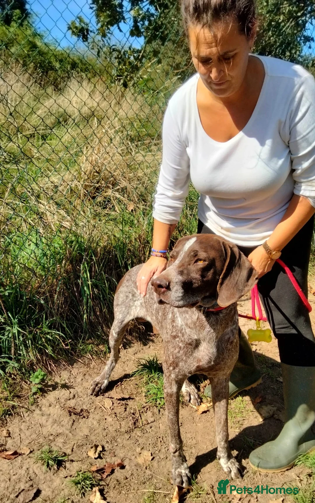 German Shorthaired Pointer dogs for adoption: Yaco  - Advert 9