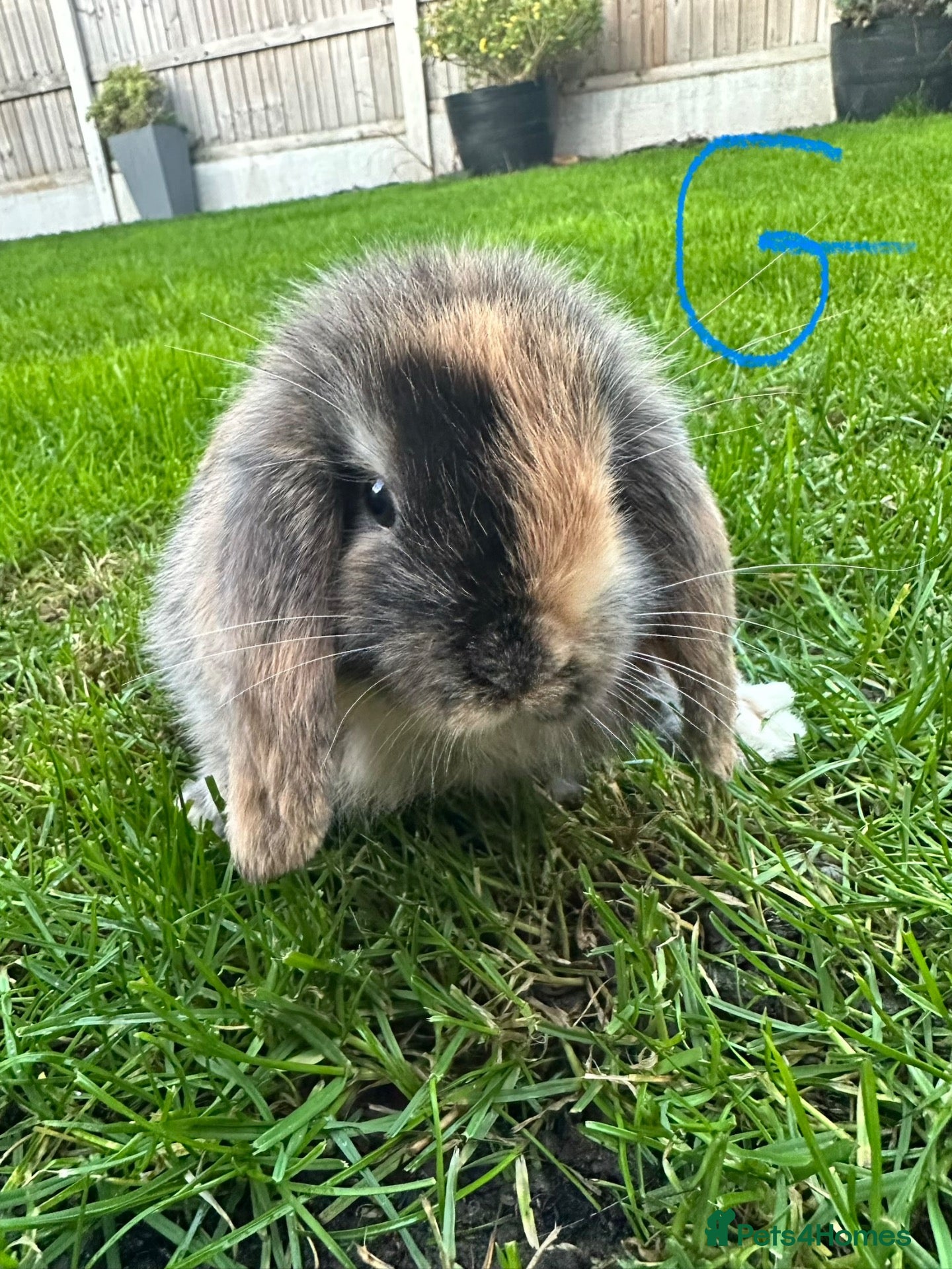 Mini Lop rabbits Mini Lop Rabbits For Sale  - Advert 2
