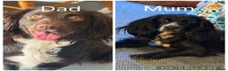 Sprocker dogs for sale: Sprocker spaniel puppy’s 3 boys  - Advert 1