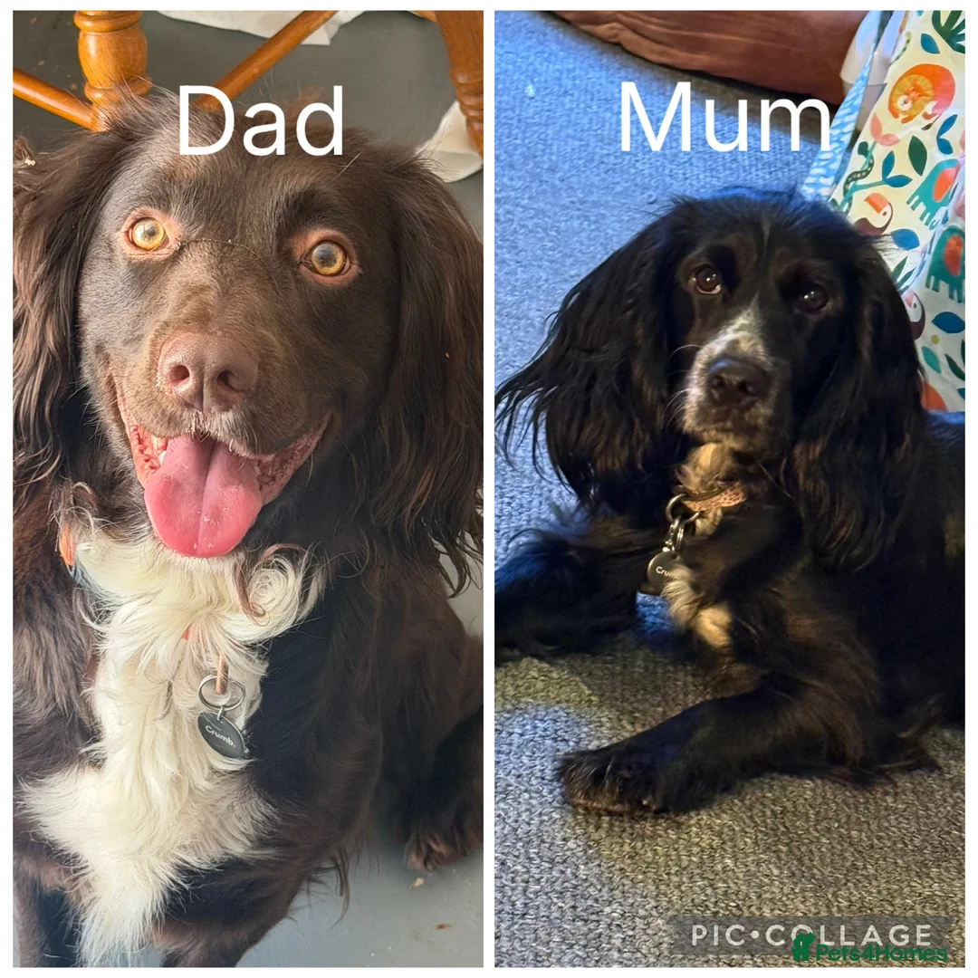 Sprocker dogs for sale: Sprocker spaniel puppy’s 3 boys  - Advert 1