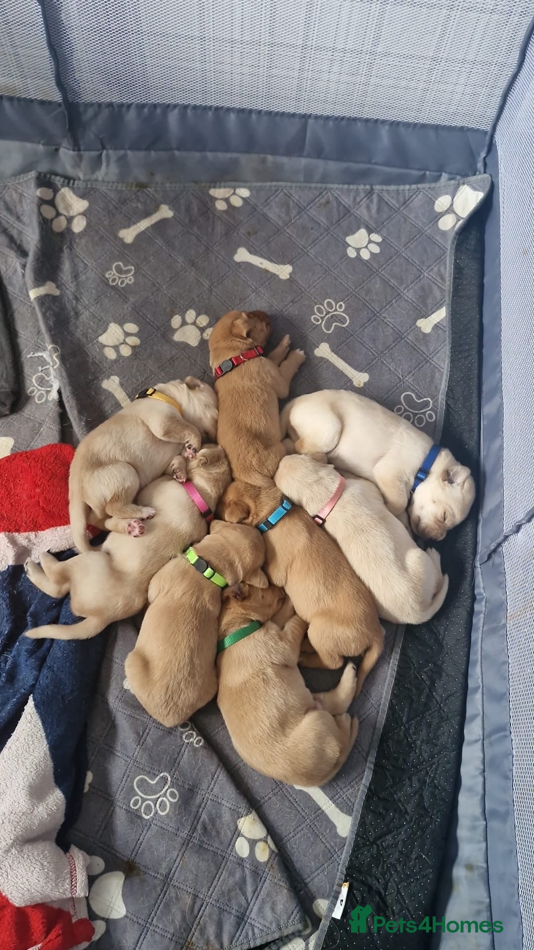 Labrador Retriever dogs for sale: Girl & Boy beautiful lab pups With paperwork  - Image 4