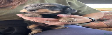 Doxiepoo Puppy 4