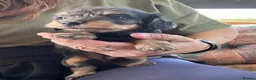 Doxiepoo dogs for sale: Stunning dachshund/poodle pups - Advert 9