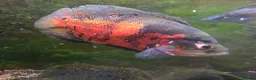 Other/Mixed Breed fish for sale: Oscar and ciclid in Hereford - Advert 2
